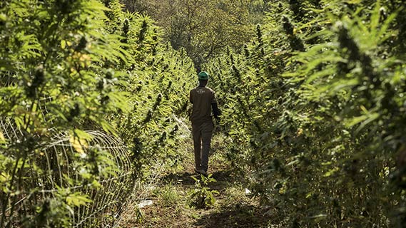 Fotogramma da Terre di cannabis